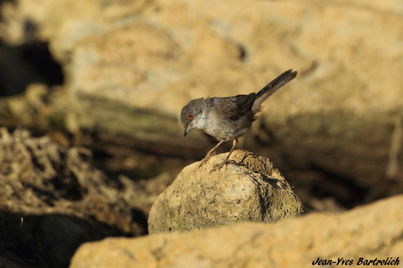 Fauvette mélanocéphale.jpg